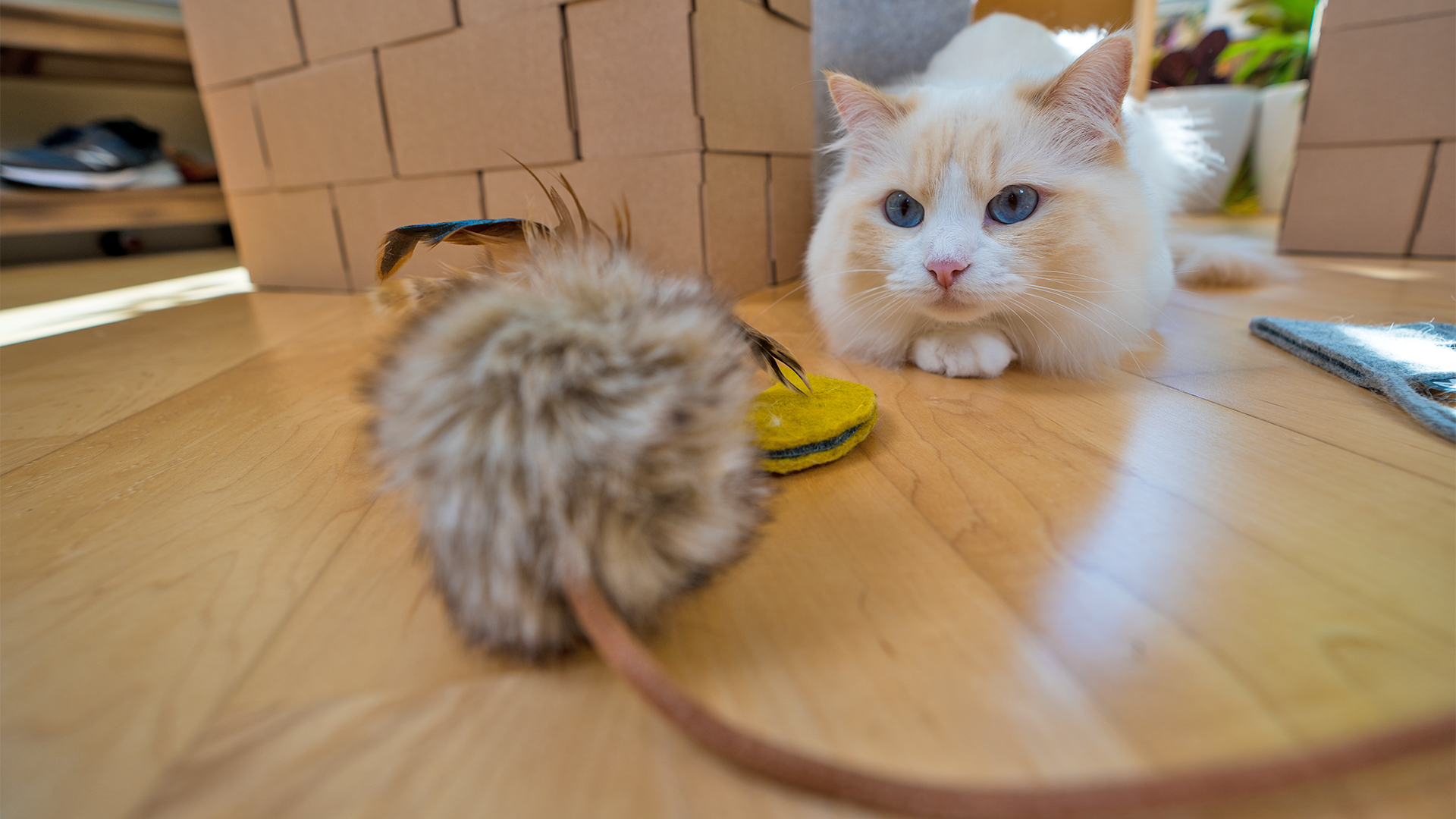 How to Play with Your Cat: Unleash the Hunter