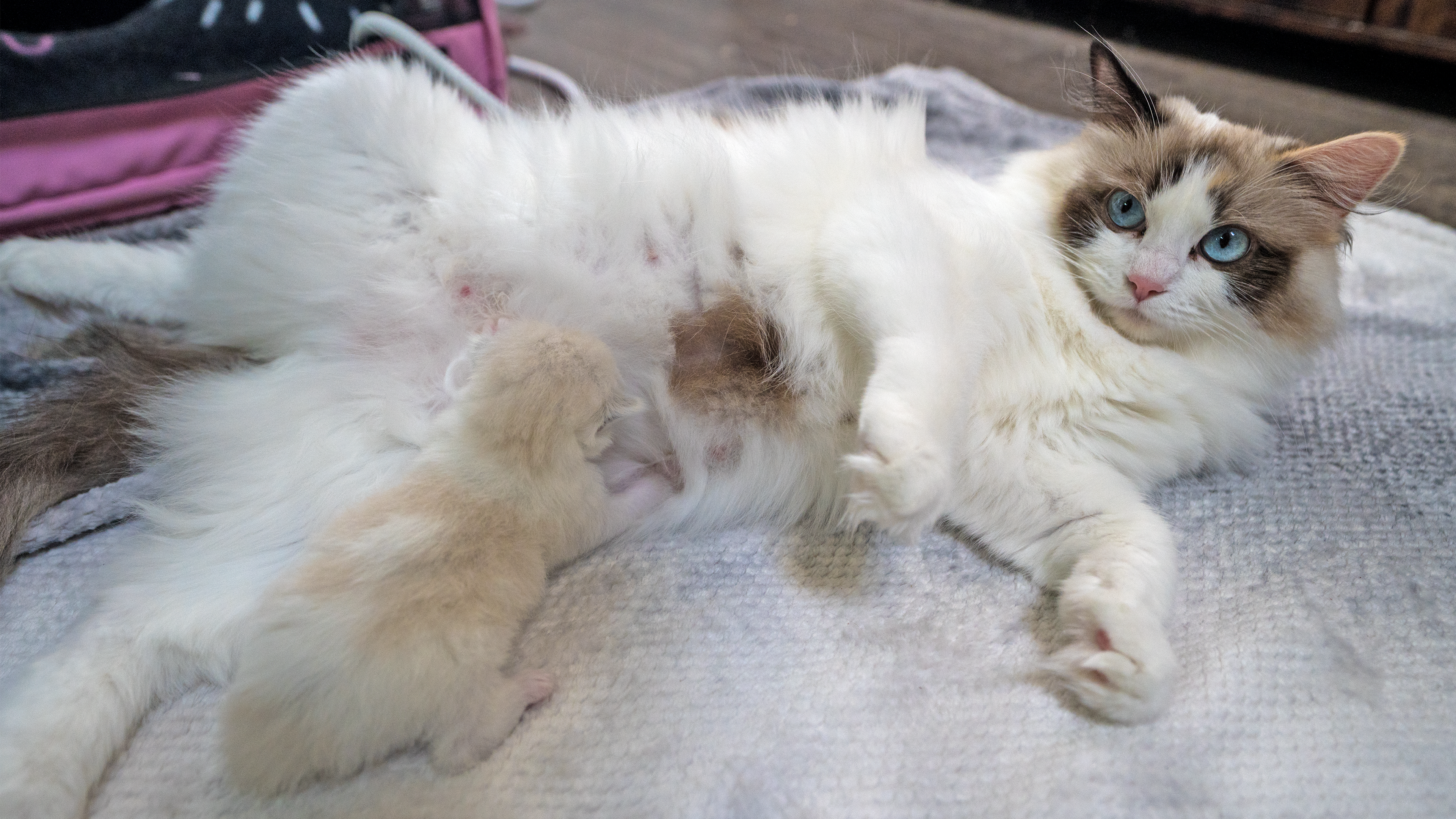 Kitten Around Ragdolls: Ragdoll Breeder Review