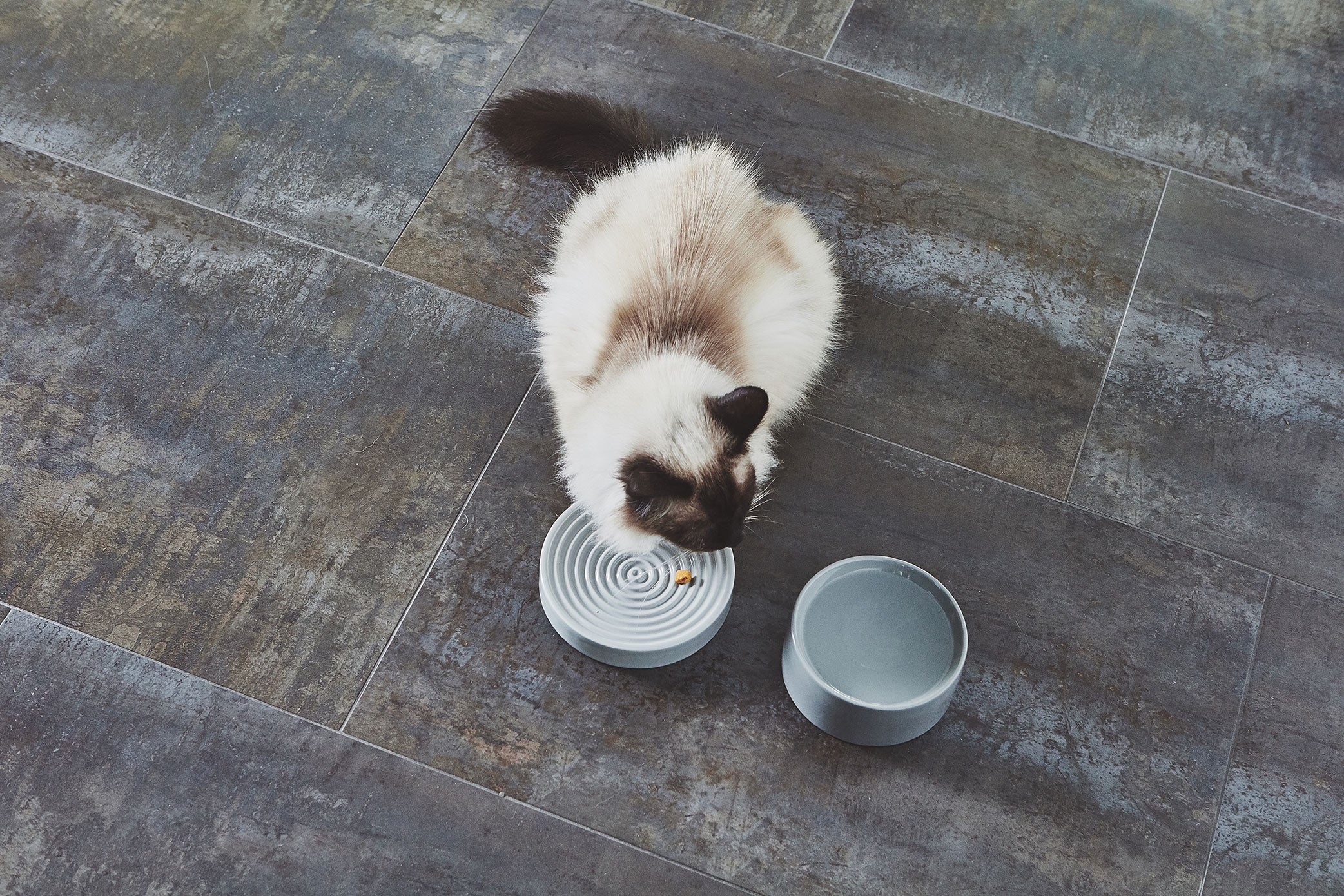 MiaCara Fresco Cat Bowl