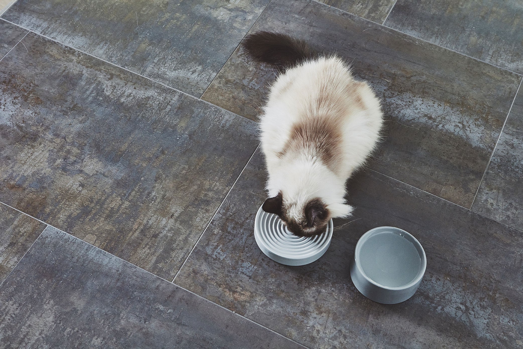 MiaCara Piatto Cat Bowl