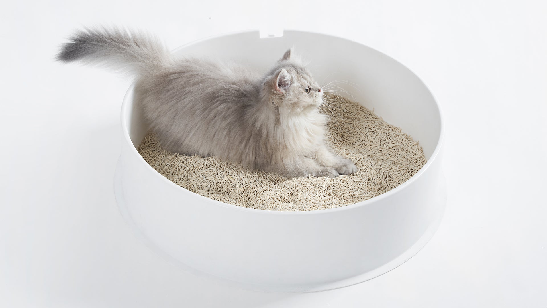 Pidan Tofu Cat Litter