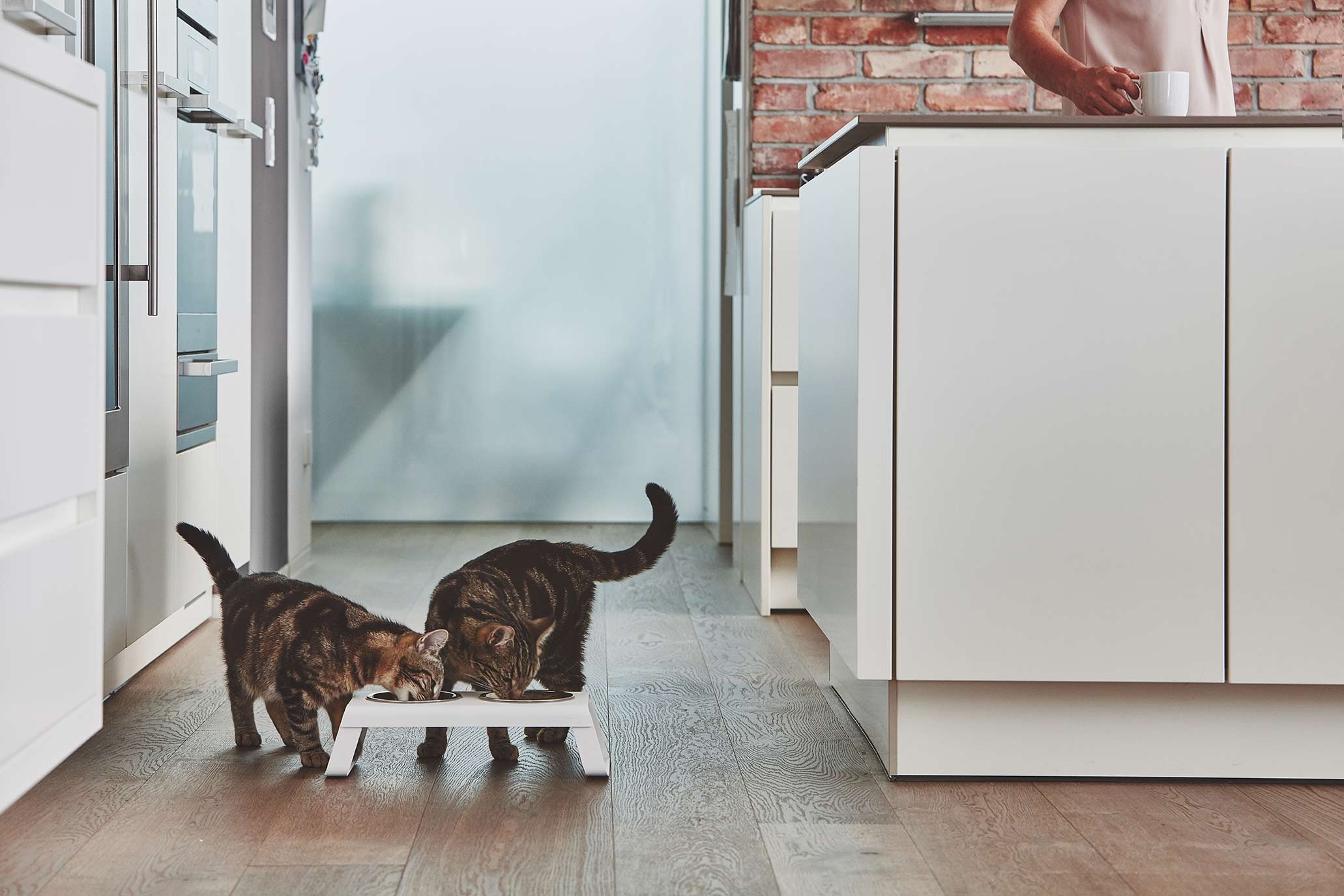 elevated cat bowl