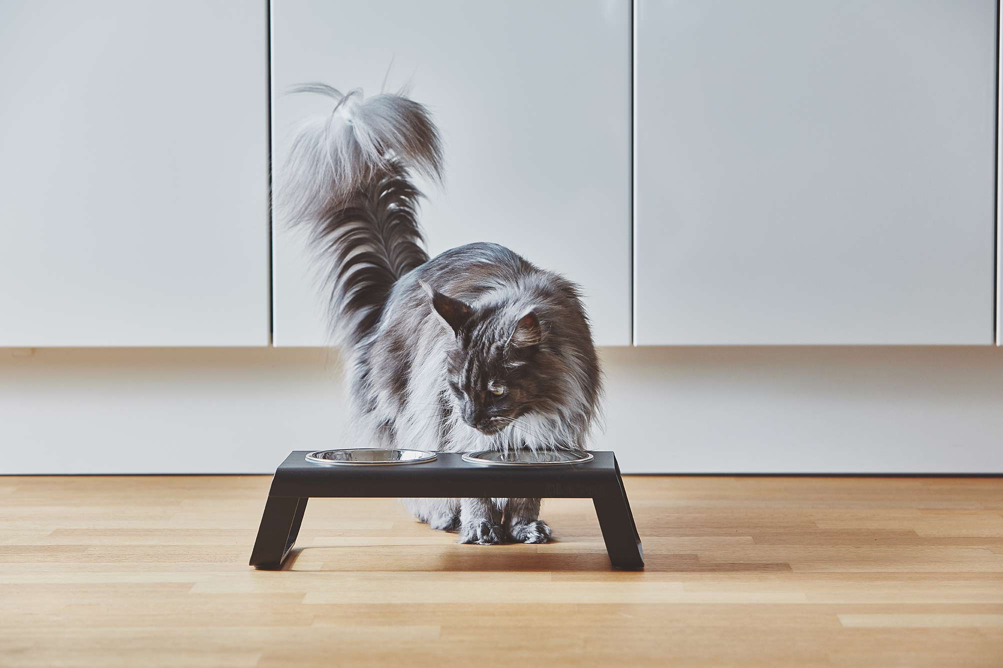 elevated cat bowl