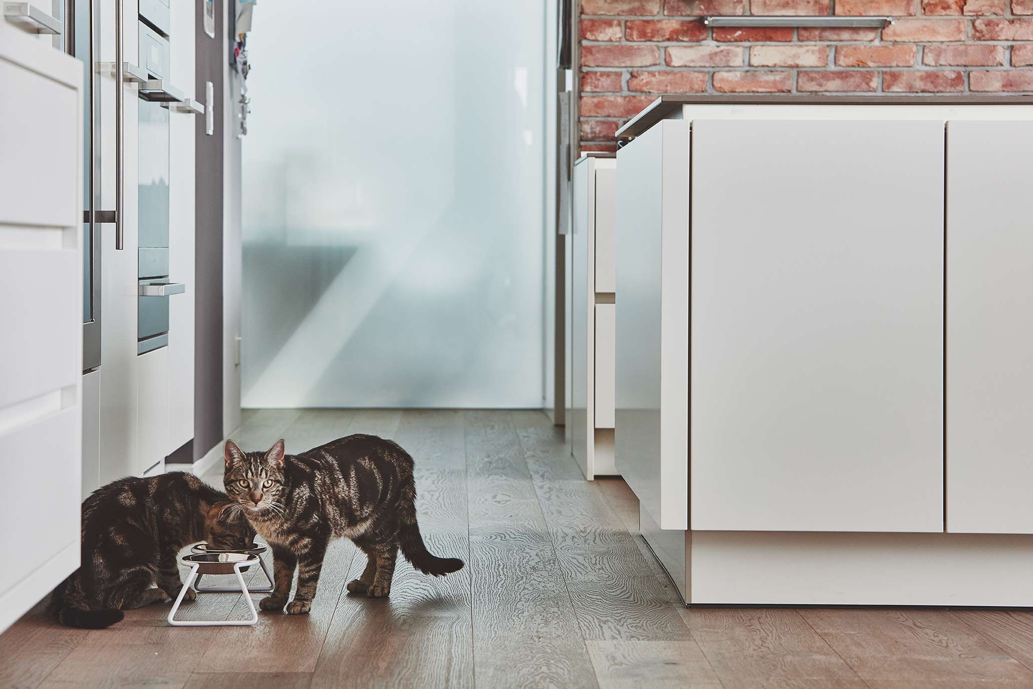 MiaCara Cena Cat Feeder